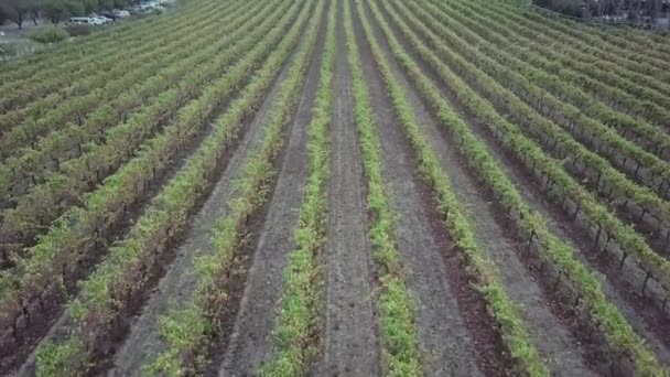 Aerial View Vineyards Springtime Winery Barossa Valley Adelaide Australia — 비디오