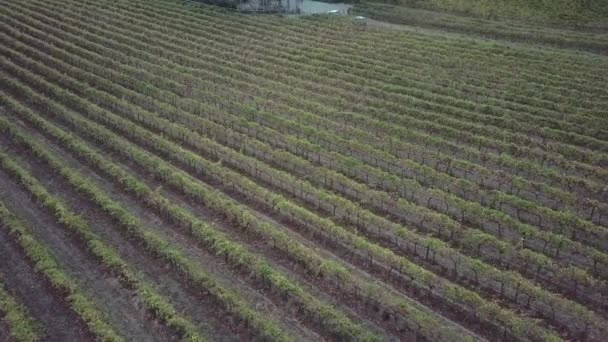 Vista Rows Vines Wine Production Barossa Valley Adelaide South Australia — Stockvideo