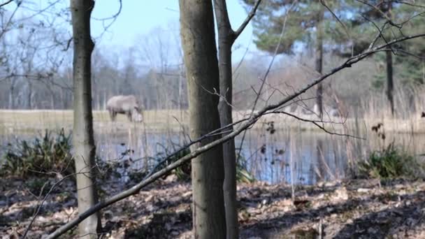 Square Lipped Rhinoceros Pond Burgers Zoo Arnhem Netherlands Wide Shot — Vídeo de stock