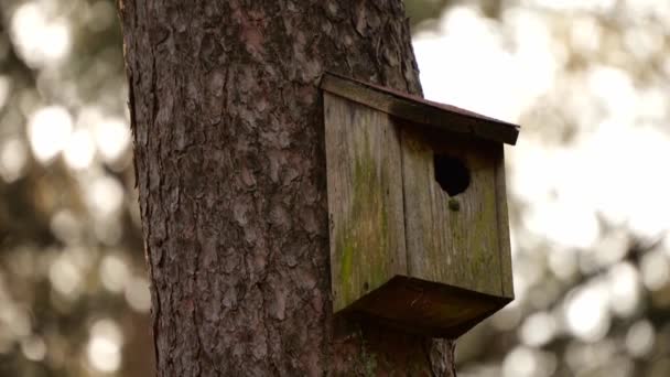 Eurasian Blue Tit Bird Peeked Flew Away Fom Its Wooden — Stockvideo