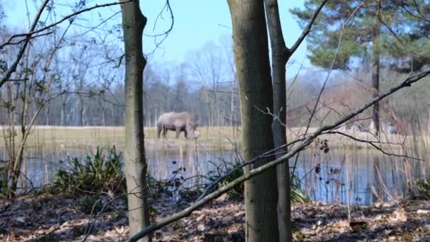 View Rhino Grazing Grass Pond Burgers Zoo Arnhem Netherlands Wide — Stockvideo