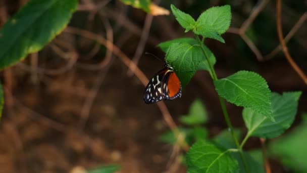 Tithorea Tarricina Butterfly Cream Spotted Tigerwing Leaf Plant Close — Stock Video