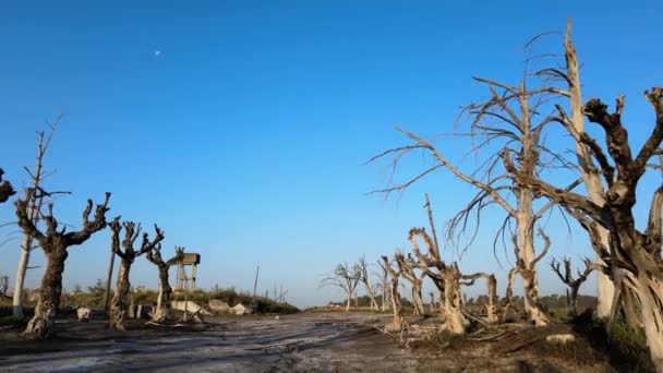 Eerie Sight Lifeless Trees Historic Flooded Town Villa Epecuen Aerial — Wideo stockowe