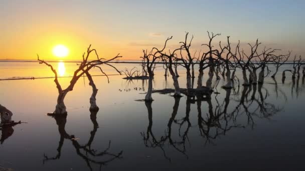 Perfect Water Surface Reflection Dead Twisty Trees Flooded Town Sunset — Wideo stockowe