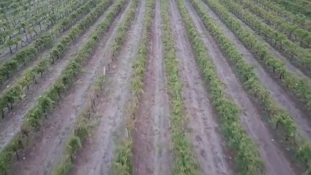 Aerial Vineyard Rows Grapevines Winery Barossa Valley Adelaide South Australia — 비디오