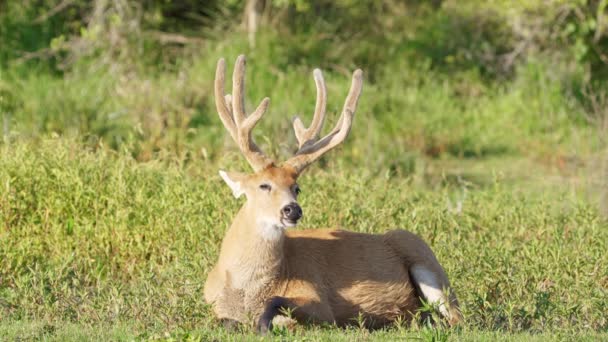 Peaceful Marsh Deer Blastocerus Dichotomus Majestic Antlers Lying Taking Afternoon — Vídeo de Stock