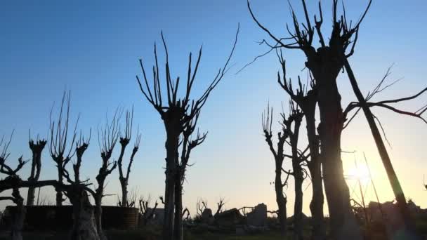 Вражаючий Образ Мертвого Дерева Силуети Проти Яскравого Заходу Сонця Епакуїн — стокове відео