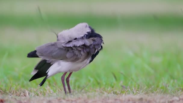Wild Shorebird Southern Lapwing Vanellus Chilensis Preening Cleaning Its Wing — Stockvideo
