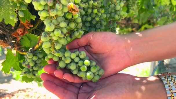 Female Hands Holding Caressing Bunch Wine Grapes Grapevine Close Slow — Vídeo de stock