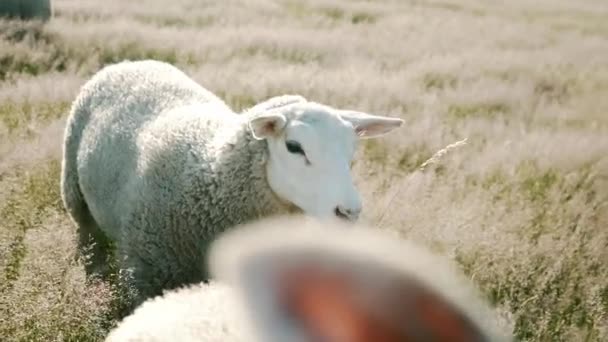 Sheep Walking Field Sunset Belgium — стоковое видео