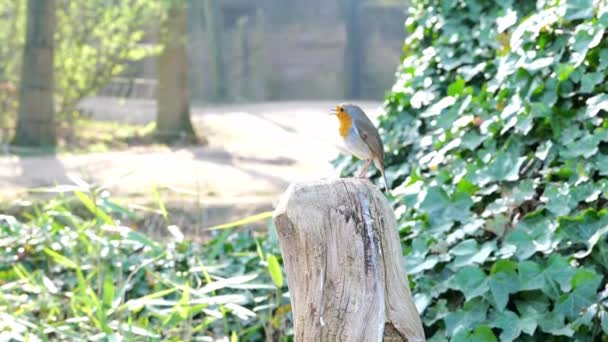 European Robin Perch Cut Tree Trunk Close — Video