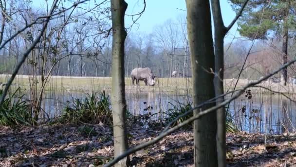 Rhino Edge Puddle Burgers Zoo Arnhem Netherlands Wide — Vídeo de stock
