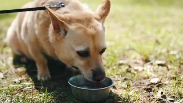 滑稽的户外镜头 一只米色毛狗戴着皮带 坐在草地上 喝着金属碗里的水 — 图库视频影像