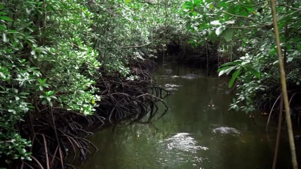 Slow Motion Clip River Running Mangrove Forest — Vídeo de Stock