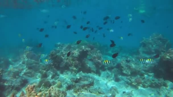 Underwater Clip Showing Different Species Fish Swimming Coral Reef — стоковое видео
