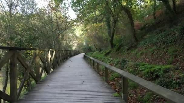 Walkway Forest Nature Background — Stok Video