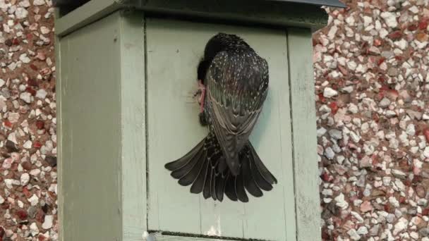 European Starling Feeding Young Large Grub Nest Box House Wall — Stockvideo
