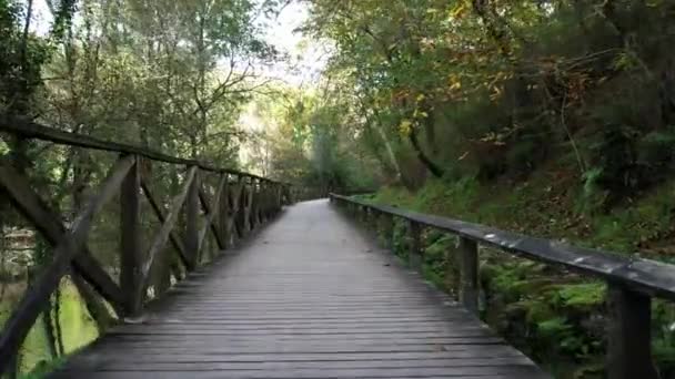 Walking Forest Throught Wooden Walkway — Video Stock