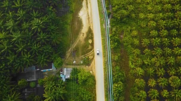 Cinematic Drone Footage White Mazda Light Vehicle Sequences Middle Jungle — Stockvideo