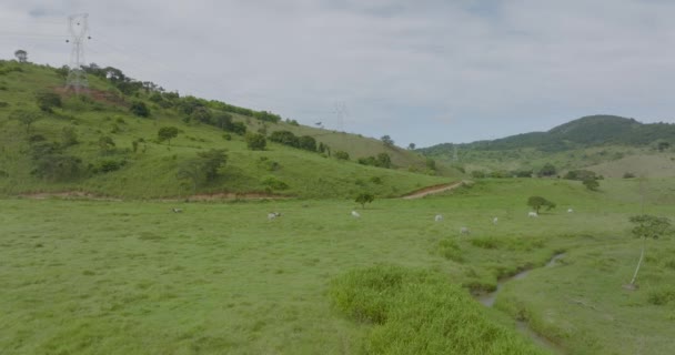 Slow Aerial Flying Grassland Some Cows Overhead Powerline Background — Vídeos de Stock