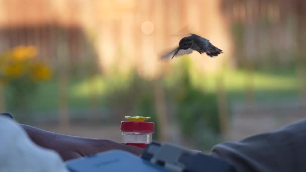Male Broad Tailed Hummingbird Drinks Sugar Water Handheld Feeder Man — Vídeo de Stock