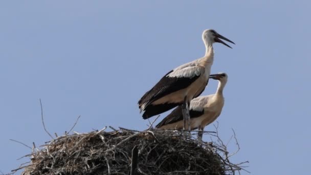 Two Storks Standing Nest Cleaning Each Others Feathers — Vídeo de stock