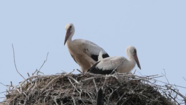 Two Storks Sitting Standing Nest Top Old Factory Chimney Close — ストック動画