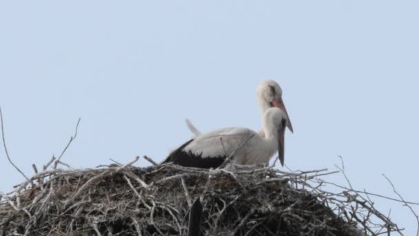 Two Storks Sitting Nest Windy Sunny Day Close — Vídeo de Stock