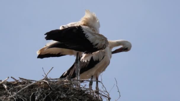 Two Storks Standing Nest Cleaning Eachtheir Feathers Close — Vídeos de Stock