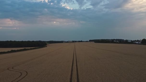 Slow Dark Cloudy Atmospheric Flyover Wheat Field — Vídeo de Stock