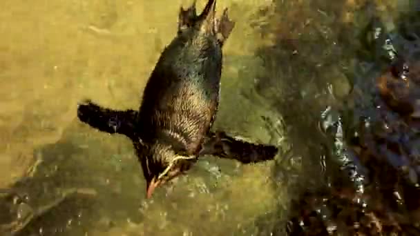 Single Rockhopper Penguin Swimming Stream Top View Close — Vídeo de Stock