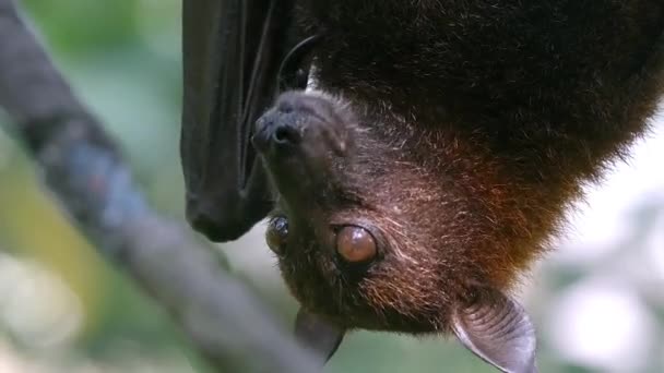 Closeup Flying Fox Fruit Bat Roost Eating Upside Its Habitat — Stock video