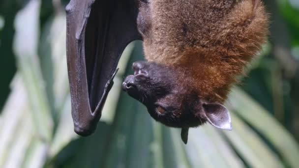 Flying Fox Fruit Bat Hanging Upside Its Roost Close — Vídeo de Stock