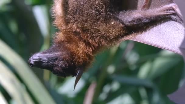Close Large Flying Fox Expanding Flapping Its Wings — Stok video