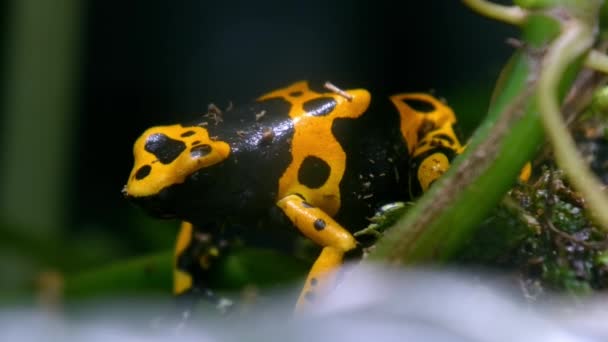 Close Bumblebee Poison Dart Frog Its Habitat — Stockvideo