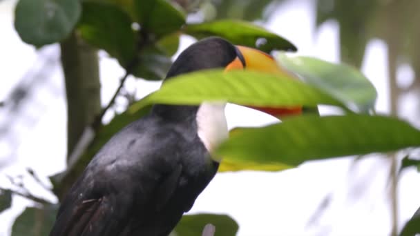 Toco Toucan Sitting Tree Branch Leaves Close — Vídeos de Stock