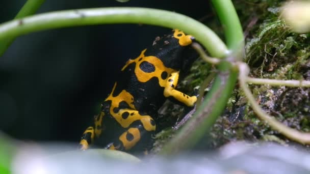 Yellow Banded Poison Dart Frog Wet Mossy Trunk Close Slow — Stockvideo