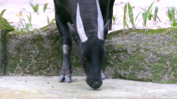 Endangered Lowland Anoa Sniffing Food Ground Close Slow Motion — Stockvideo