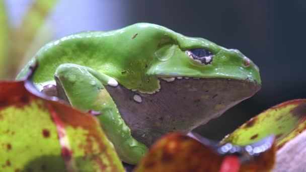 Macro Grenouille Singe Géante Assis Sur Une Plante — Video