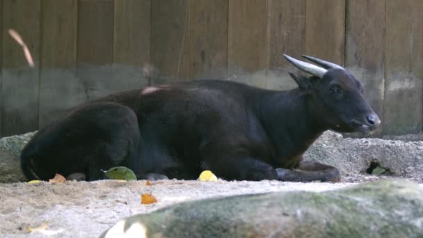 Full Body Side View Van Een Bedreigde Lowland Anoa Liggend — Stockvideo