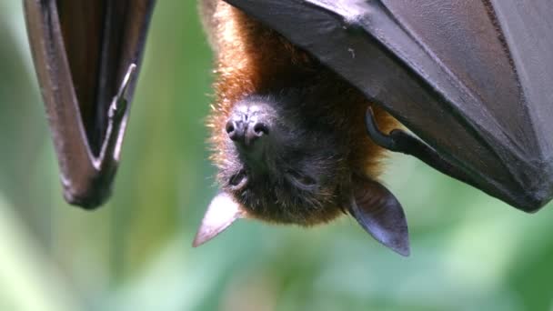 Νυσταγμένη Ιπτάμενη Νυχτερίδα Φρούτων Αλεπούς Χάραμα Κρεμασμένη Ανάποδα Στο Δέντρο — Αρχείο Βίντεο