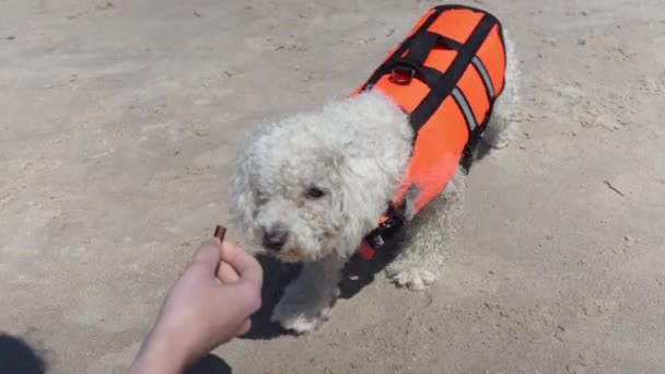 Bichon Frise可爱的狗穿着救生衣在海滩上被人取笑 — 图库视频影像