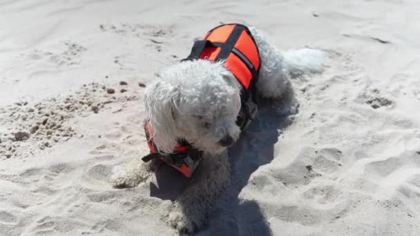 Şirin Gri Beyaz Bichon Frise Köpeği Kumsalda Can Yeleği Giymiş — Stok video
