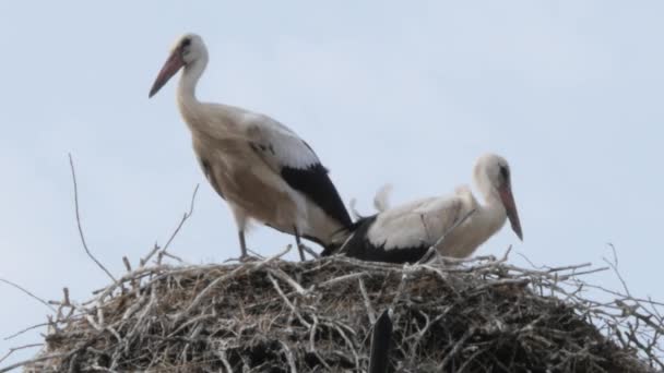 Two Storks Sitting Standing Nest Windy Day Close — Vídeos de Stock