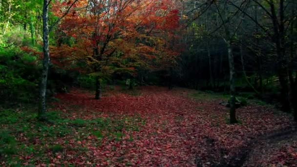 Amazing Forest Trees Antumn Season — Stock video