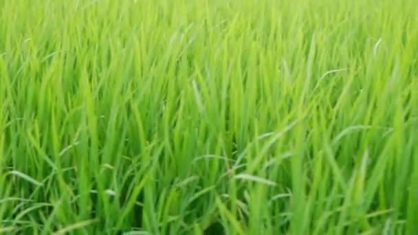 Close Beautiful Rice Plants Gorgeous Paddy Field Organic Farms Sunset — Stockvideo