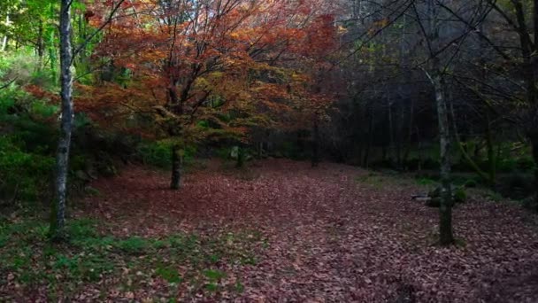 Ліс Восени Повний Листя Землі — стокове відео