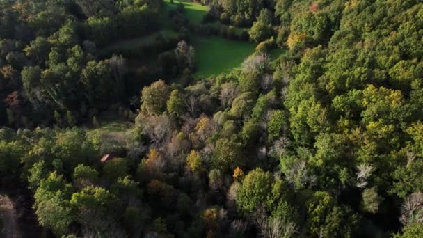 Drone Flying Dense Forest — Stock Video
