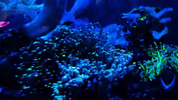 珊瑚礁上生物荧光海洋生物移动的超凡脱俗景象 — 图库视频影像