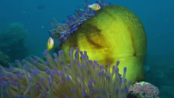 Colourful Magnificent Sea Anemone Swaying Ocean Camera Moves Tentacles Open — Stock Video